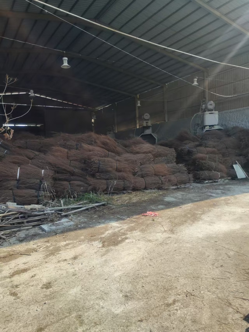 【优选】福建岗松保质保量量大从优全国发货售后无忧