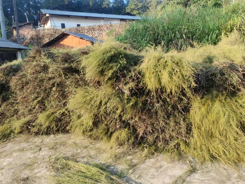 【优选】福建岗松保质保量量大从优全国发货售后无忧