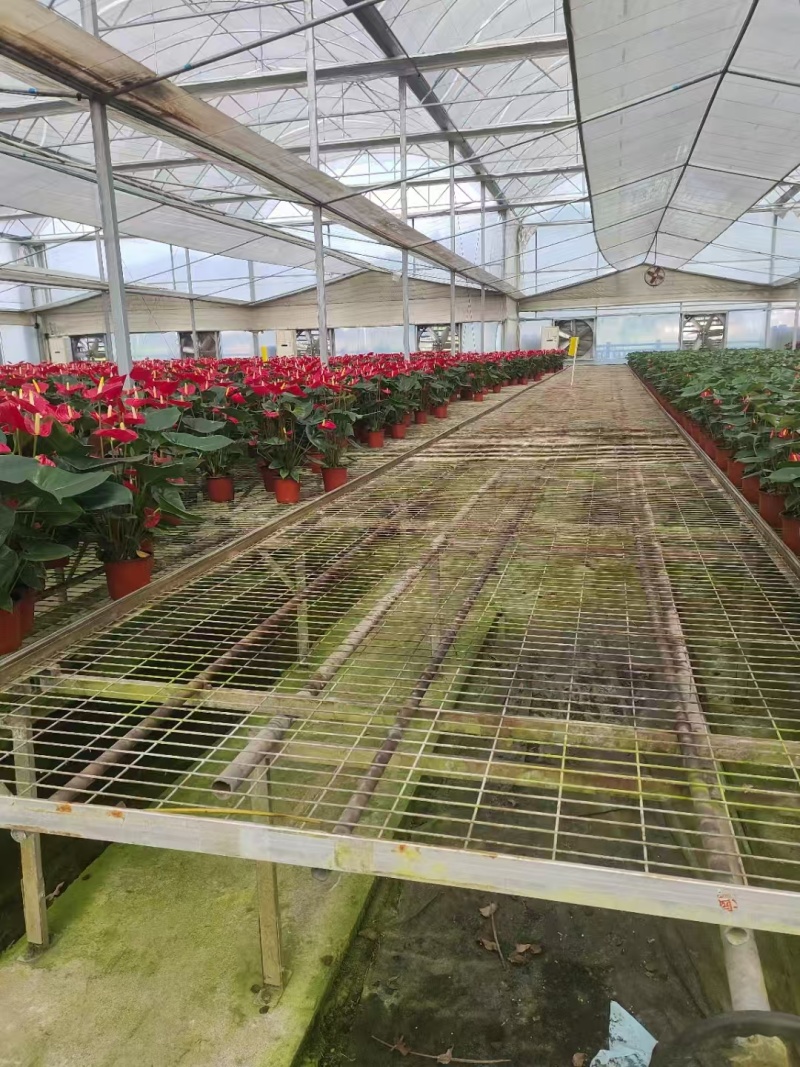 【推荐】福建红掌花量大从优基地直发保质保量对接全国