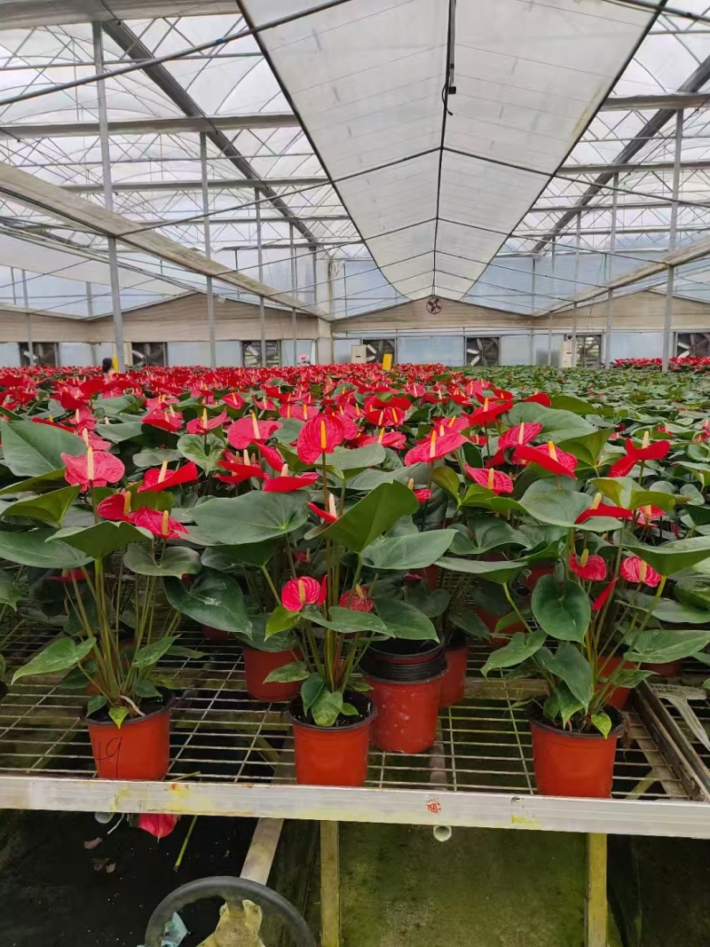 【推荐】福建红掌花量大从优基地直发保质保量对接全国