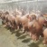 火烧熟牦牛头肉