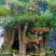【推荐】福建杜鹃花量大从优基地直发对接全国售后无忧