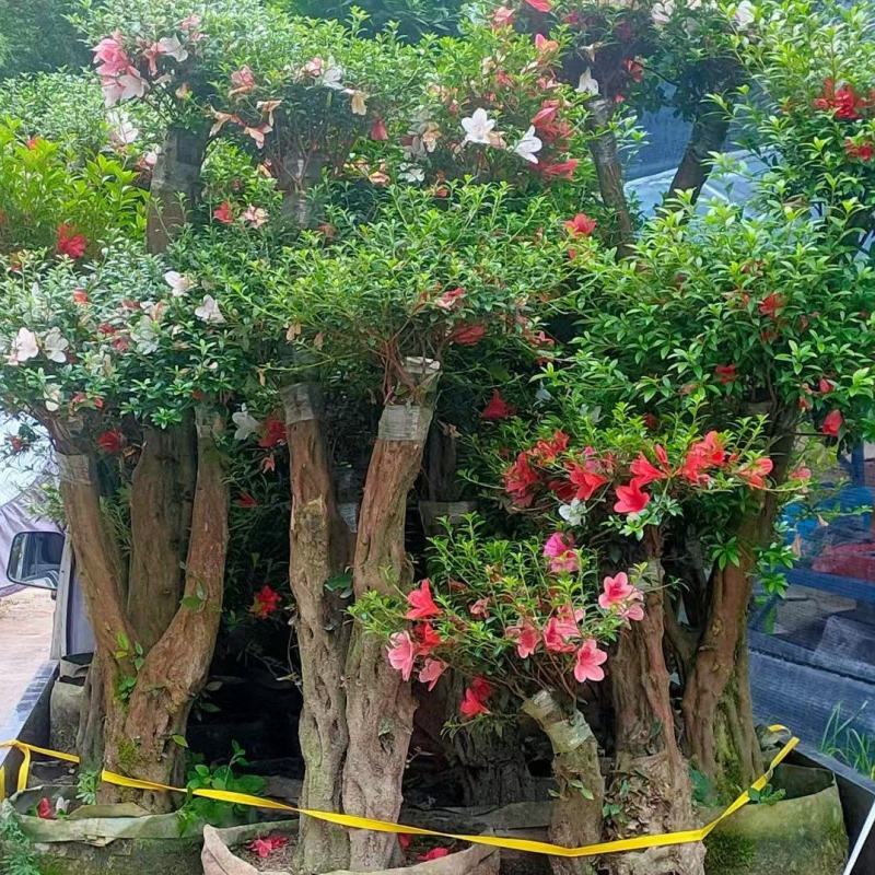 【推荐】福建杜鹃花量大从优基地直发对接全国售后无忧