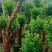【推荐】福建杜鹃花量大从优基地直发对接全国售后无忧