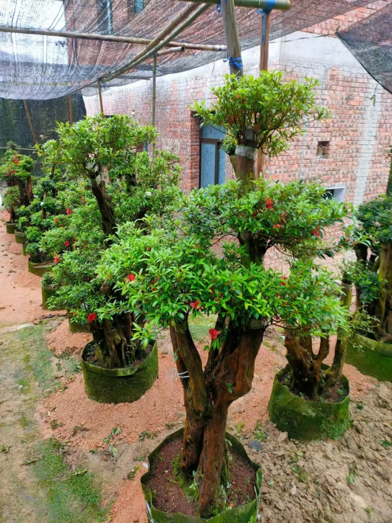 【推荐】福建杜鹃花量大从优基地直发对接全国售后无忧