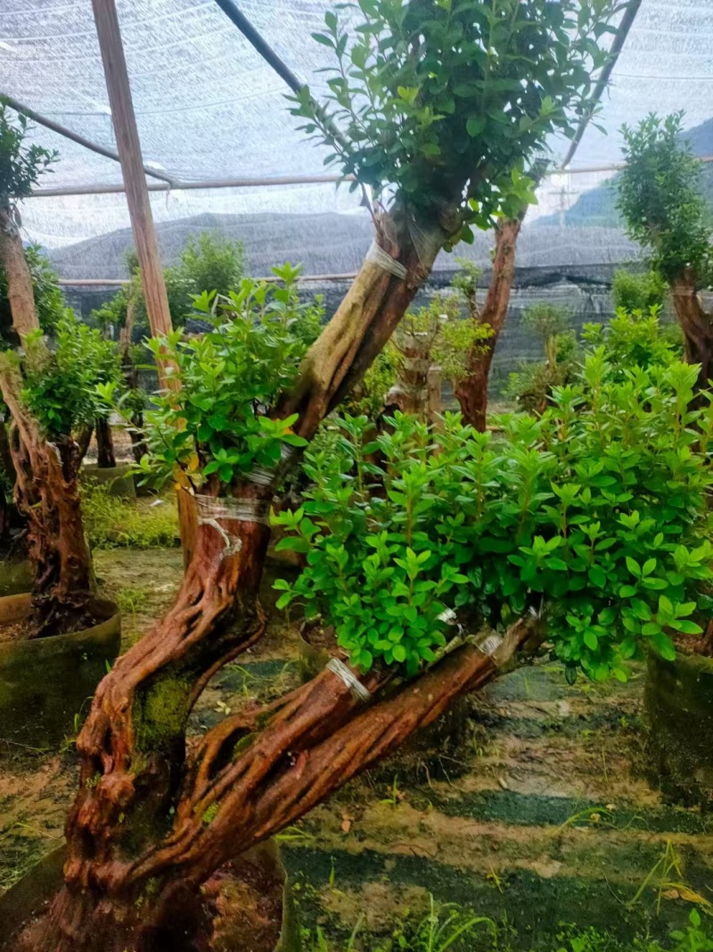 【推荐】福建杜鹃花量大从优基地直发对接全国售后无忧