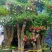 【推荐】福建杜鹃花量大从优基地直发对接全国售后无忧