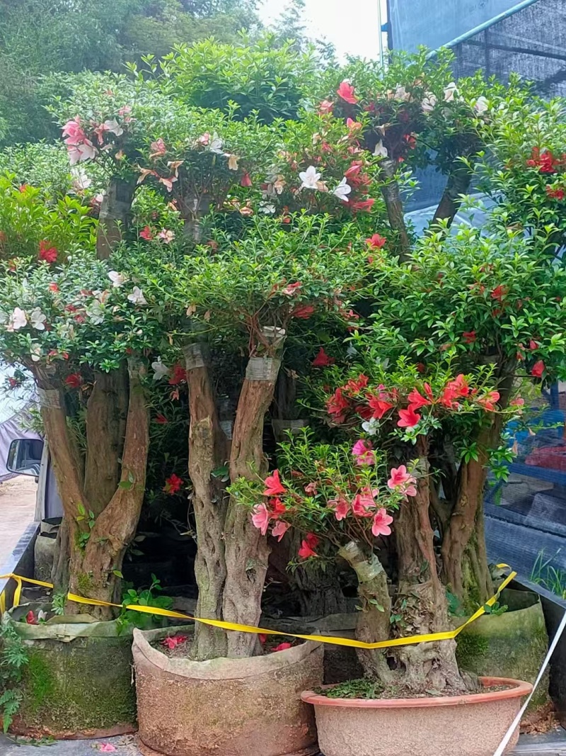 【推荐】福建杜鹃花量大从优基地直发对接全国售后无忧