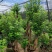 【推荐】福建杜鹃花量大从优基地直发对接全国售后无忧