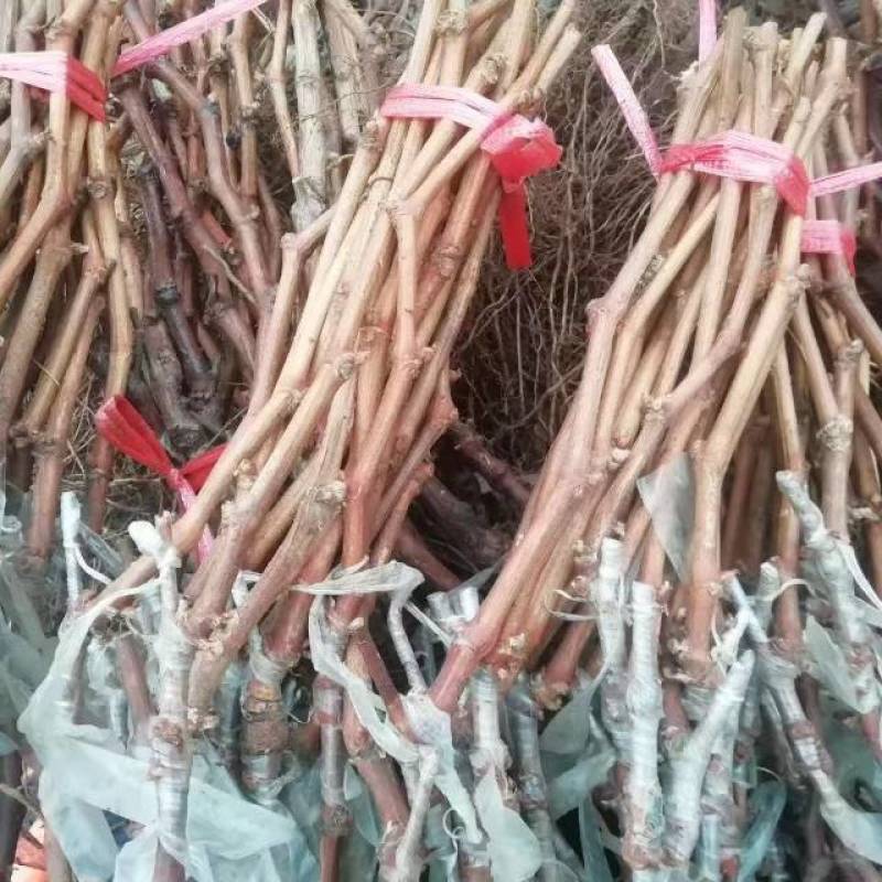 优质葡萄苗，根系发达，适合家庭种植