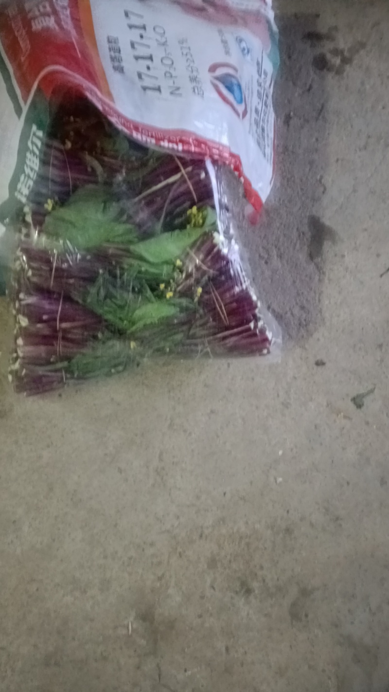 湖北江夏白菜苔基地大量有货速订