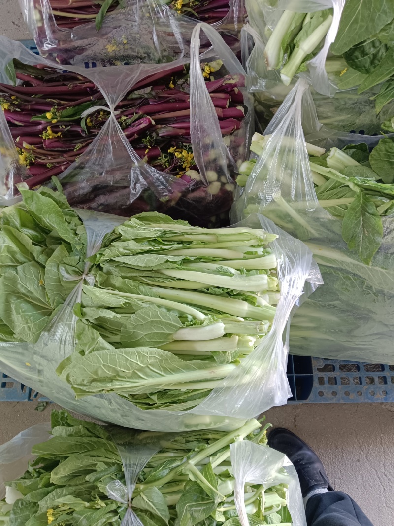 湖北江夏白菜苔基地大量有货速订