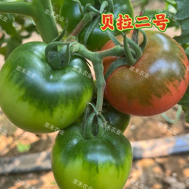 草莓番茄苗绿腚柿子苗苗铁皮柿子苗口感番茄一手货源苗厂直发