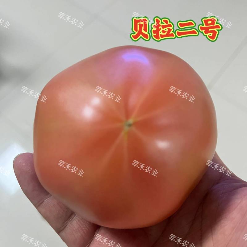 草莓番茄苗绿腚柿子苗苗铁皮柿子苗口感番茄一手货源苗厂直发