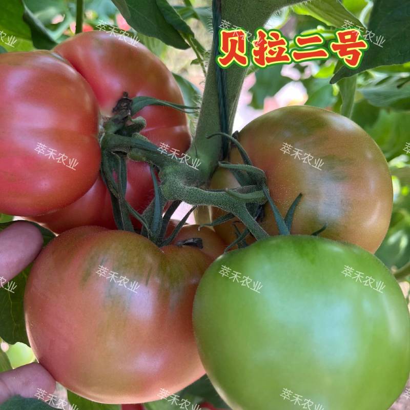 草莓番茄苗绿腚柿子苗苗铁皮柿子苗口感番茄一手货源苗厂直发