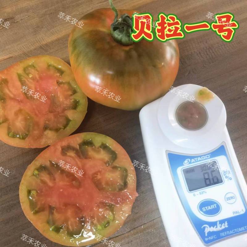 草莓番茄苗绿腚柿子苗苗铁皮柿子苗口感番茄一手货源苗厂直发