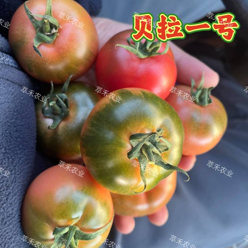 草莓番茄苗绿腚柿子苗苗铁皮柿子苗口感番茄一手货源苗厂直发