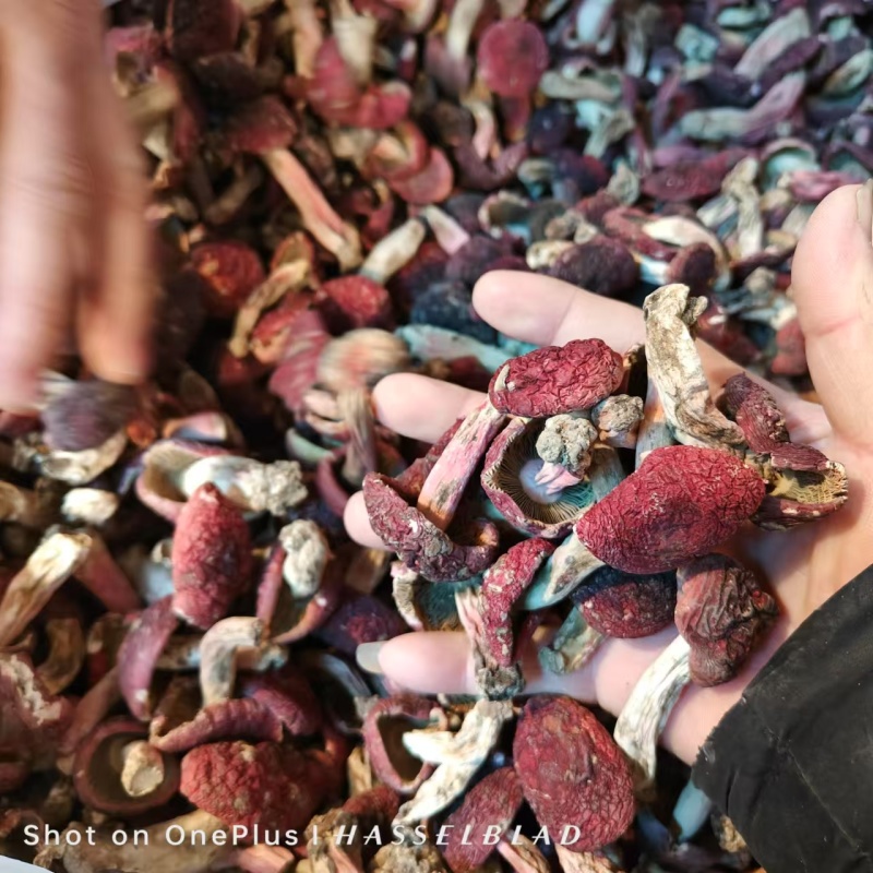 野生红菇批发产地直发正红菇滋补品，电话联系更优惠