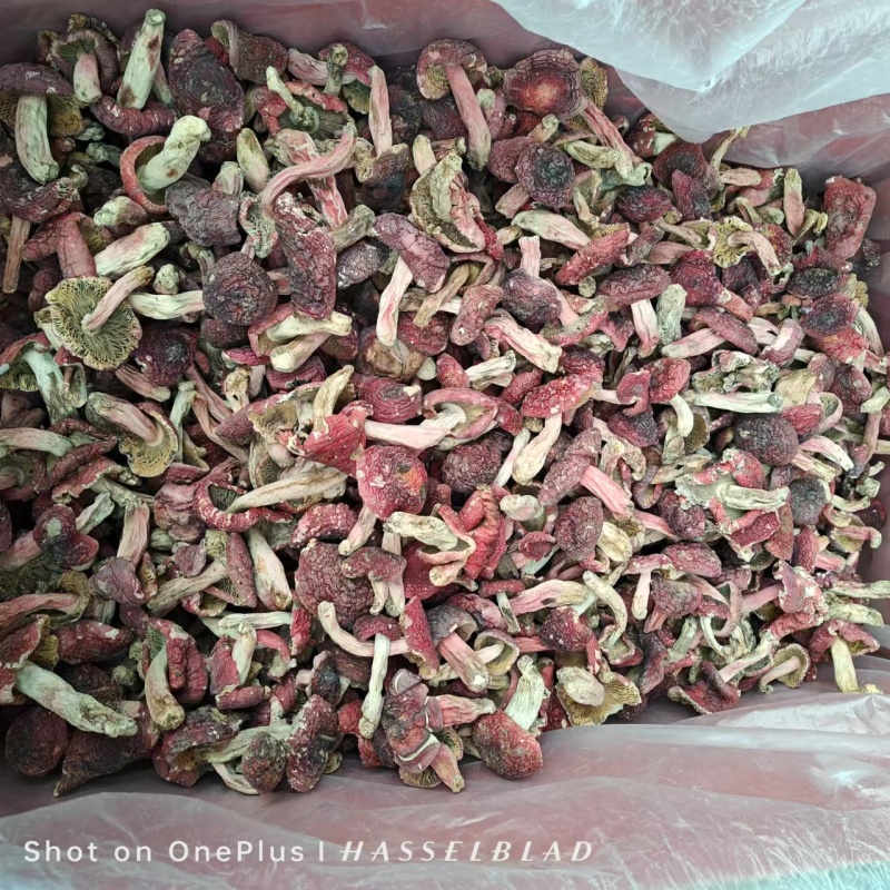 野生红菇批发产地直发正红菇滋补品，电话联系更优惠