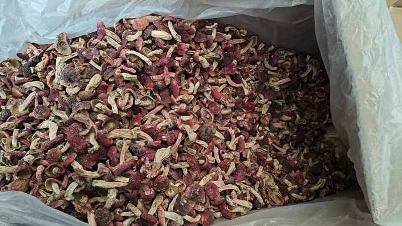 野生红菇批发产地直发正红菇滋补品，电话联系更优惠