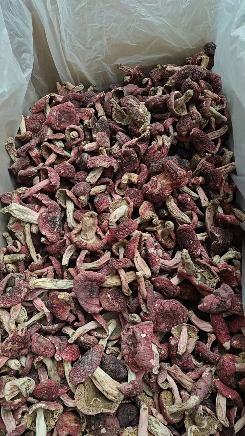 野生红菇批发产地直发正红菇滋补品，电话联系更优惠