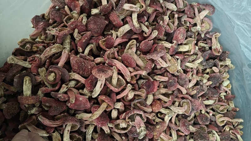 野生红菇批发产地直发正红菇滋补品，电话联系更优惠