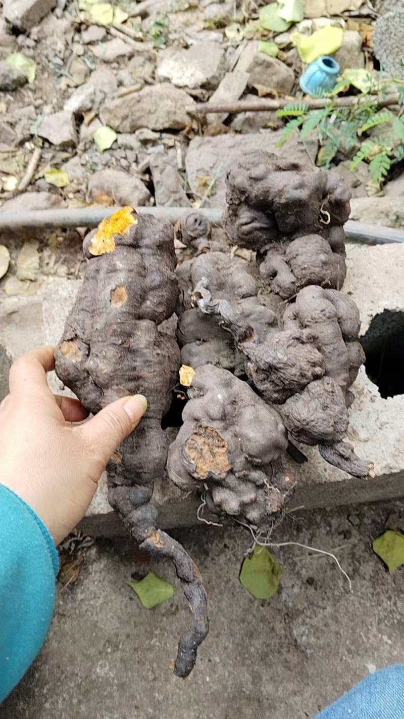 久蜜优品：野生何首乌，天然无污染，良药原料。欢迎采购