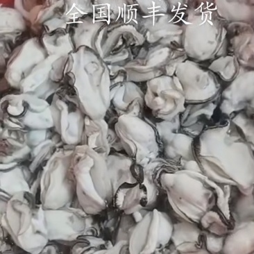 湛江北潭生蚝肉自家养生蚝