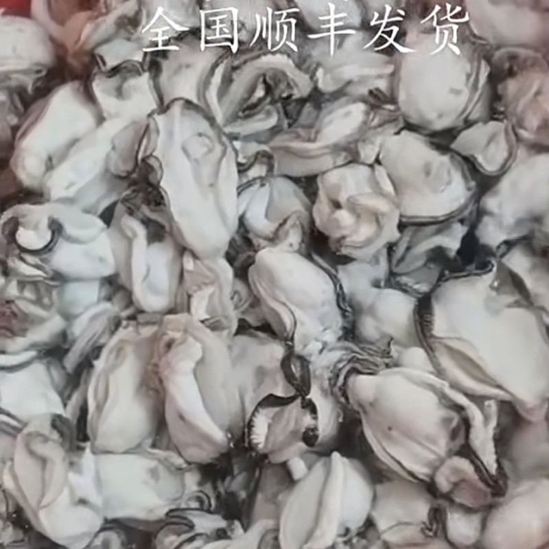 湛江北潭生蚝肉自家养生蚝