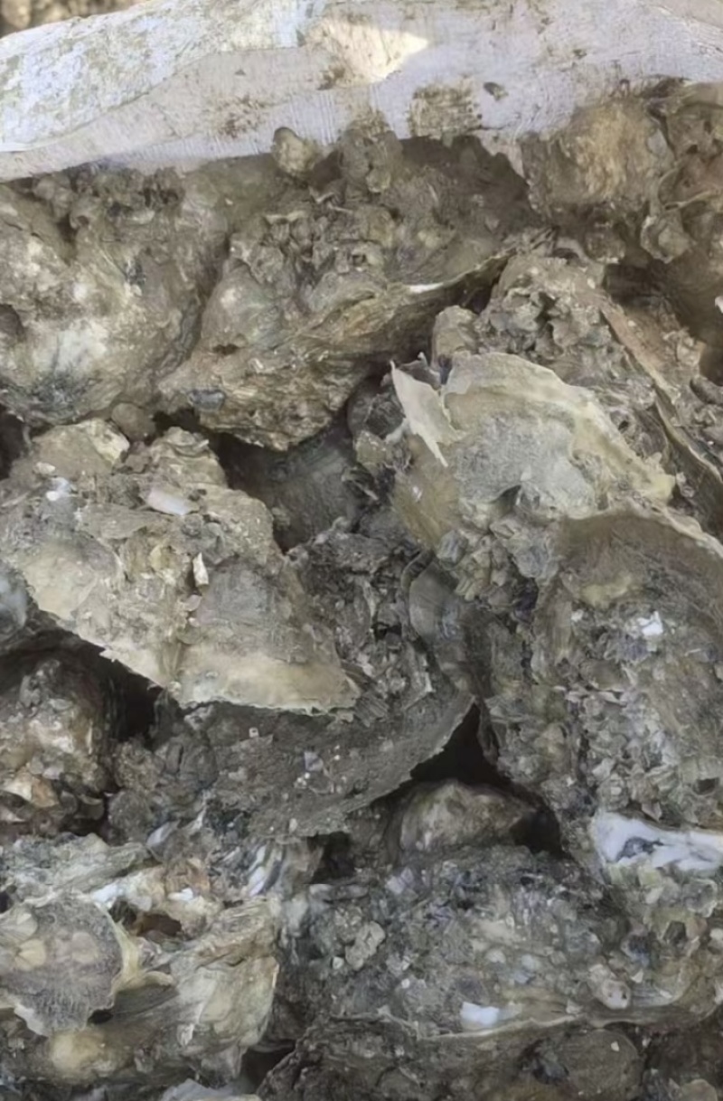 湛江北潭生蚝肉自家养生蚝