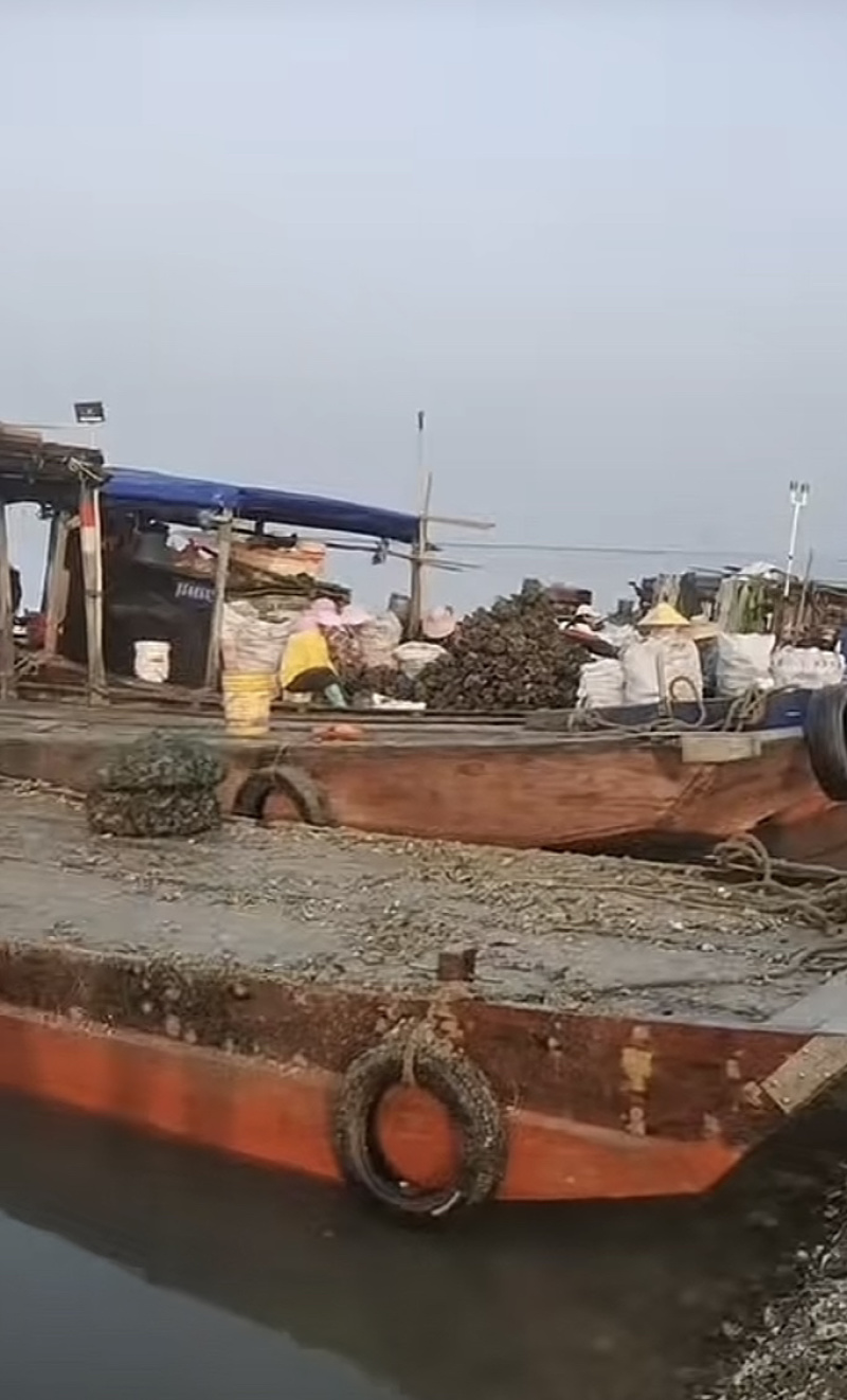 湛江北潭生蚝肉自家养生蚝