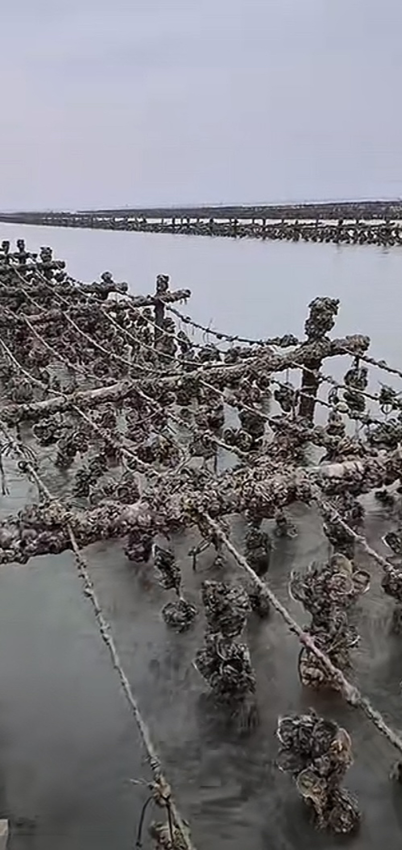 湛江北潭生蚝肉自家养生蚝