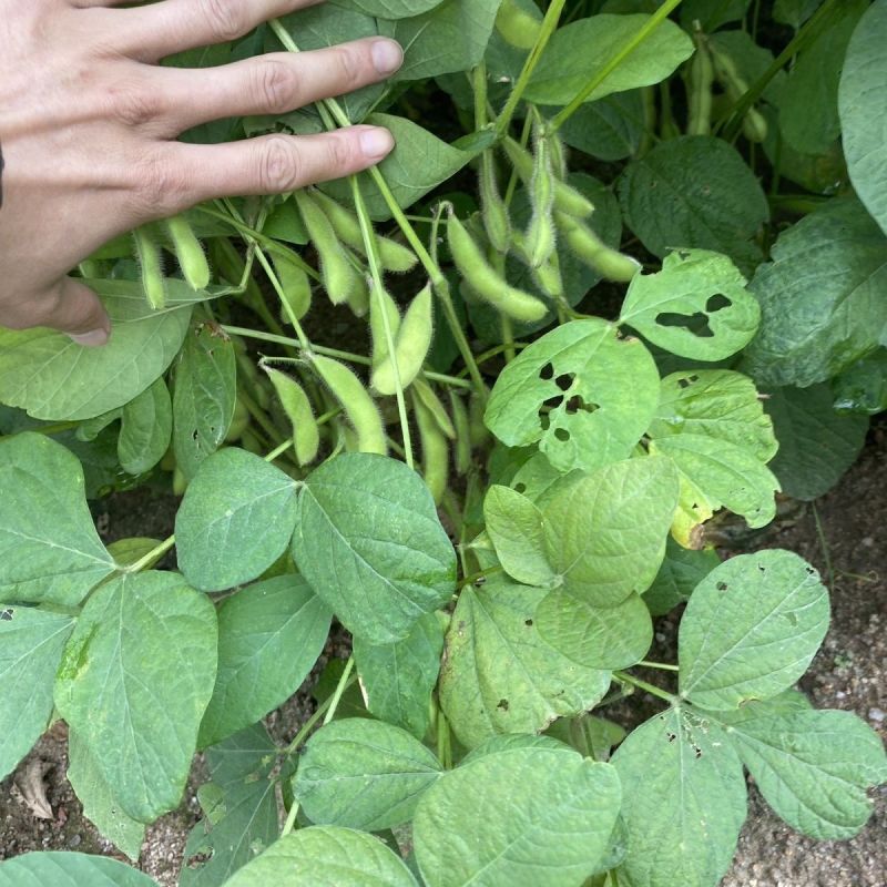 奎鲜6号毛豆种子早熟高产大豆籽科鲜绿宝石黄豆种籽春季蔬菜