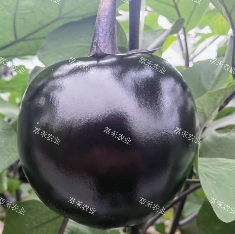 嫁接圆茄苗黑亮圆茄苗大红袍圆茄苗源头厂家直发