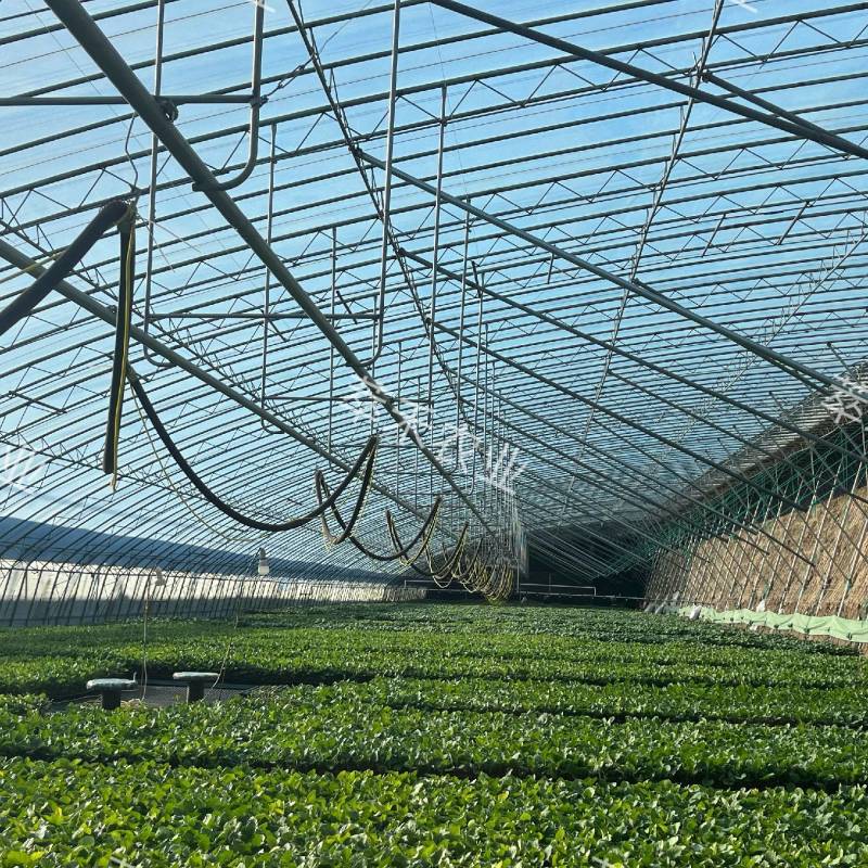 嫁接圆茄苗黑亮圆茄苗大红袍圆茄苗源头厂家直发
