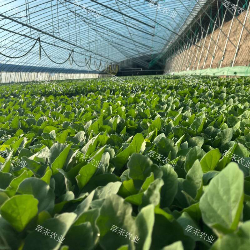 嫁接圆茄苗黑亮圆茄苗大红袍圆茄苗源头厂家直发