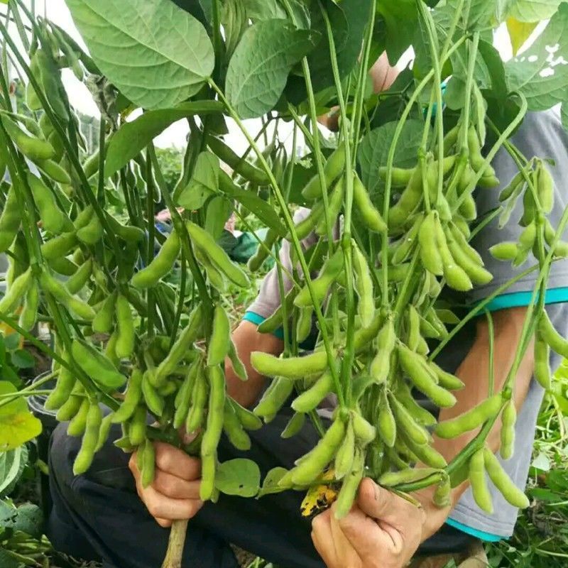 淮鲜豆11毛豆种子中熟大青毛豆高产大豆南北方春夏四季蔬菜