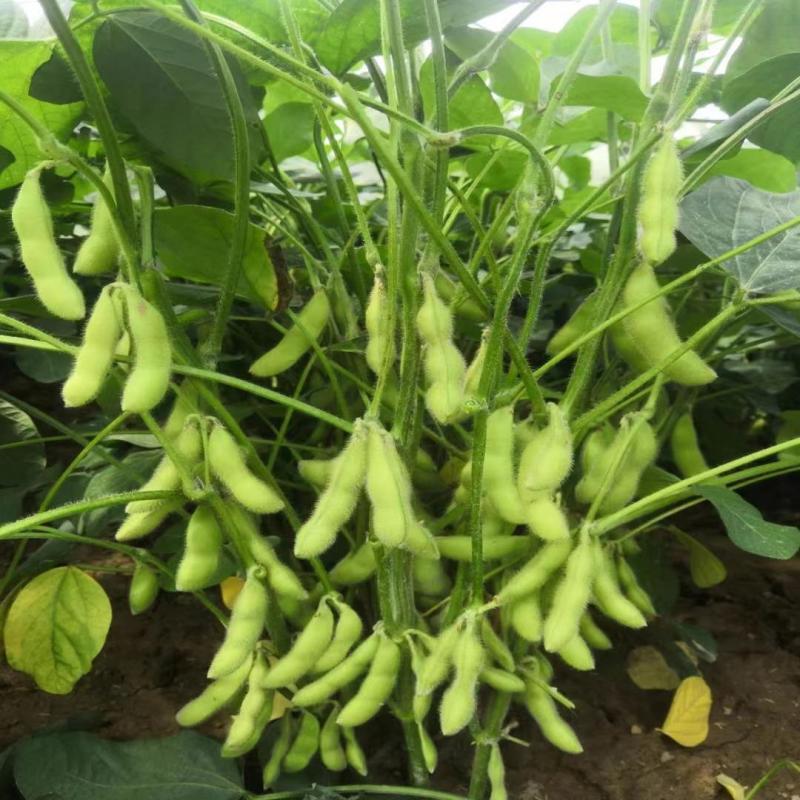 淮鲜豆11毛豆种子中熟大青毛豆高产大豆南北方春夏四季蔬菜