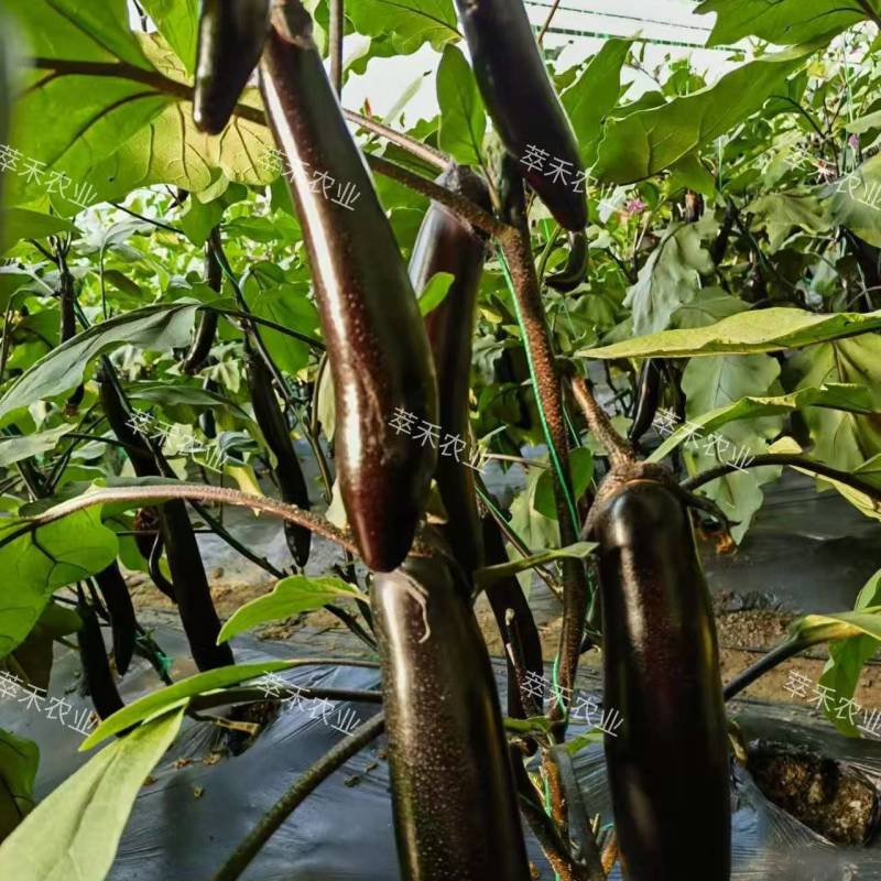 嫁接长茄苗绿把长茄苗紫把长茄苗烧烤茄苗源头厂家直发