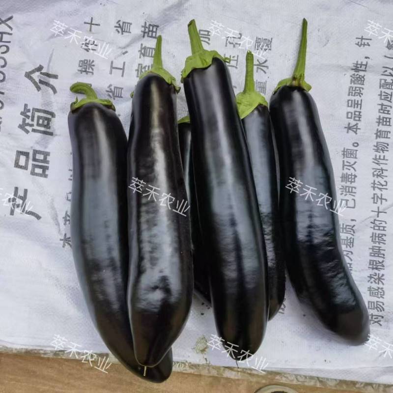 嫁接长茄苗绿把长茄苗紫把长茄苗烧烤茄苗源头厂家直发