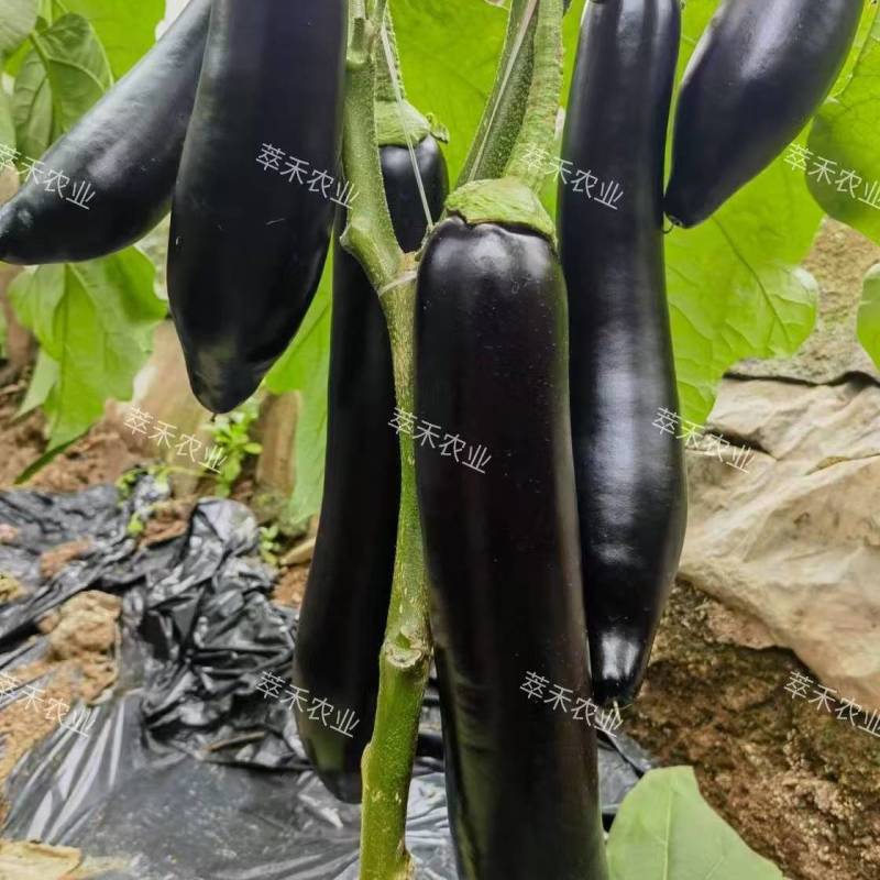 嫁接长茄苗绿把长茄苗紫把长茄苗烧烤茄苗源头厂家直发