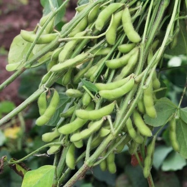 苏奎3号毛豆种子高产抗病大荚青豆菜豆籽春夏秋播农家菜园