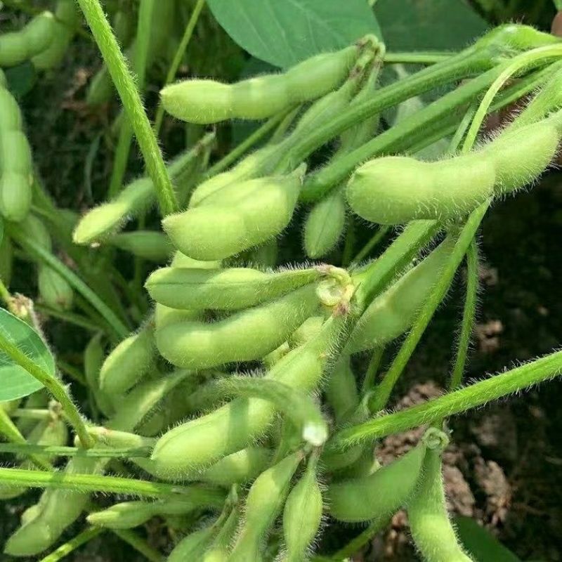 苏奎3号毛豆种子高产抗病大荚青豆菜豆籽春夏秋播农家菜园