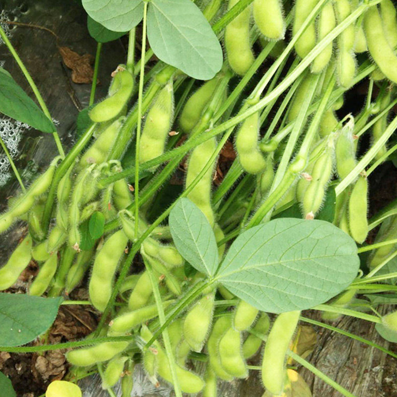苏奎3号毛豆种子高产抗病大荚青豆菜豆籽春夏秋播农家菜园