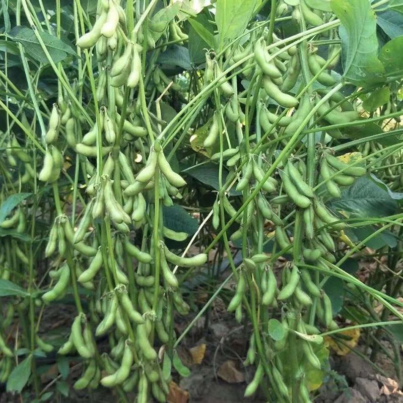 苏奎3号毛豆种子高产抗病大荚青豆菜豆籽春夏秋播农家菜园