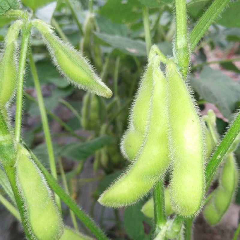 苏奎3号毛豆种子高产抗病大荚青豆菜豆籽春夏秋播农家菜园