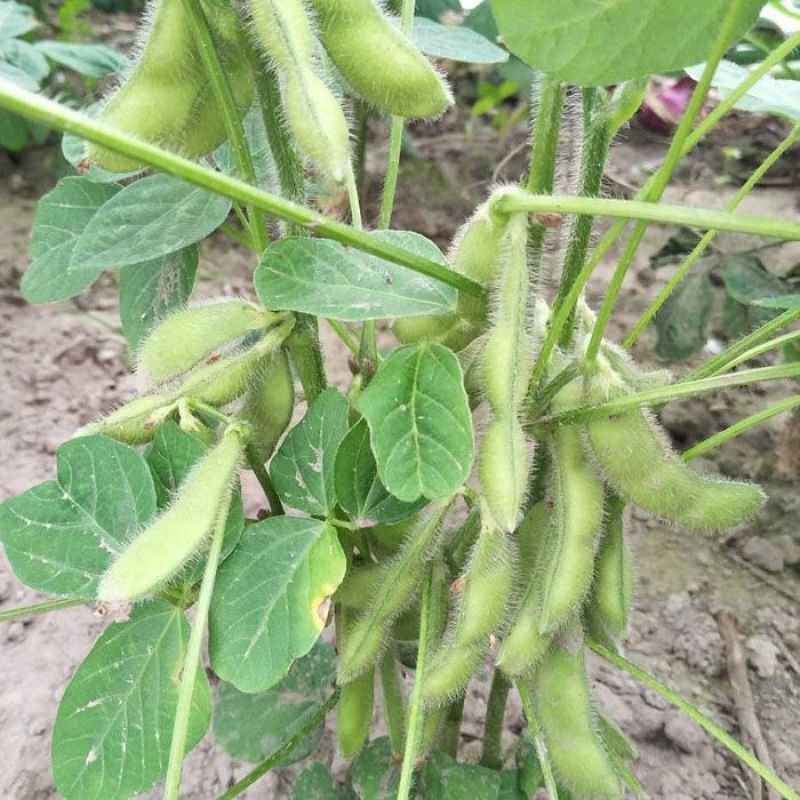 苏奎3号毛豆种子高产抗病大荚青豆菜豆籽春夏秋播农家菜园