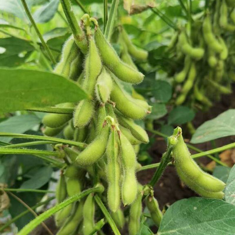 苏奎3号毛豆种子高产抗病大荚青豆菜豆籽春夏秋播农家菜园
