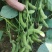 苏奎3号毛豆种子高产抗病大荚青豆菜豆籽春夏秋播农家菜园