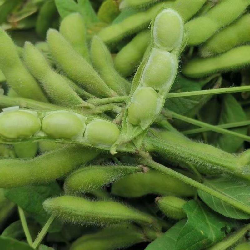 抚鲜3号毛豆种子早熟高产大荚菜豆种籽农家春夏季四季播鲜食